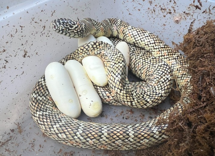 Brooks Kingsnake